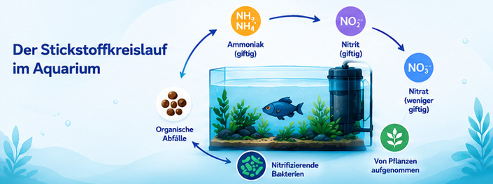 Stickstoffkreislauf im Aquarium