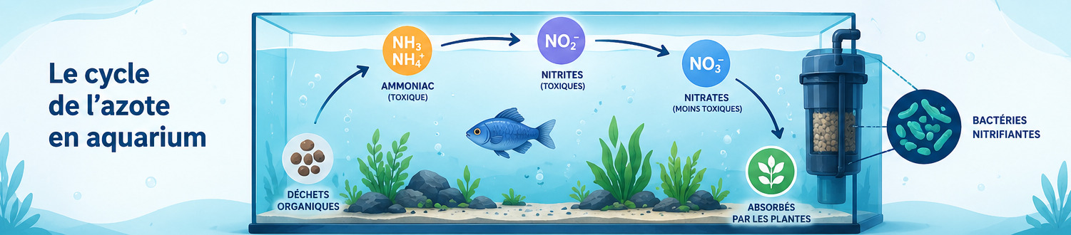 Cycle de l'azote en aquarium
