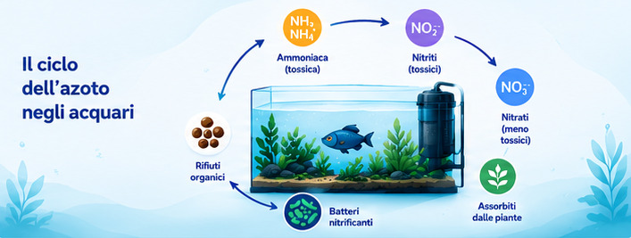 Ciclo dell'Azoto in Acquario